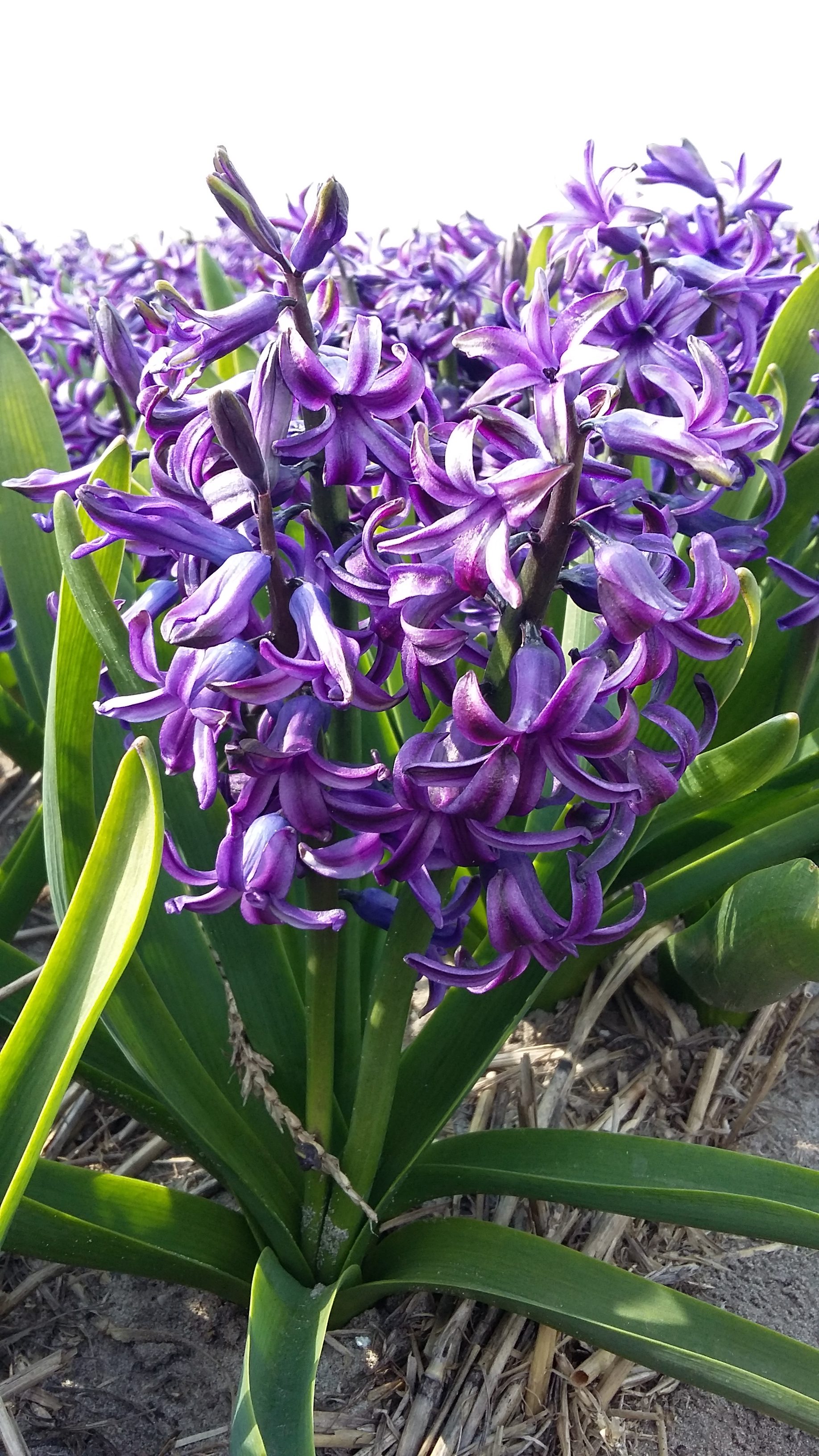 Heemskerk Blue Pearl