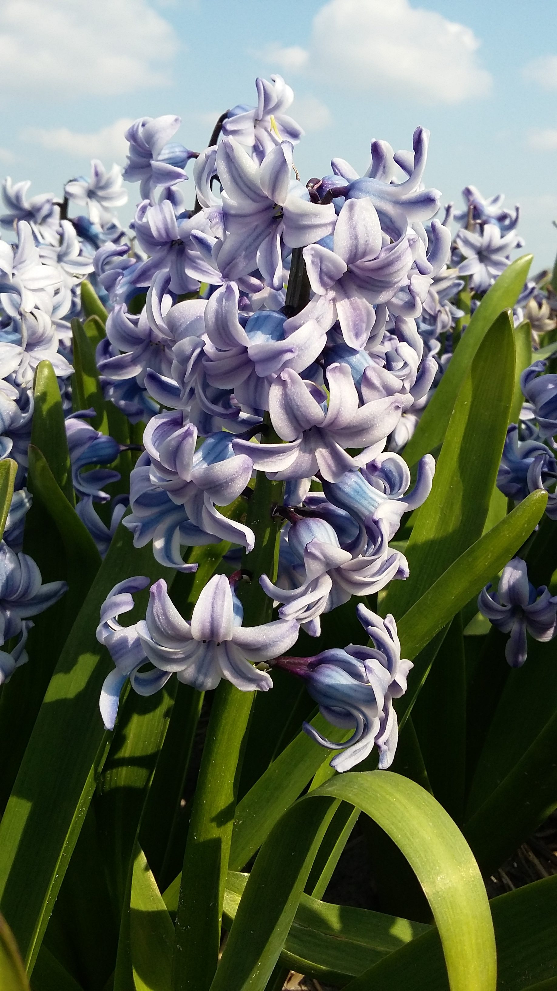 Heemskerk Delfts Blauw