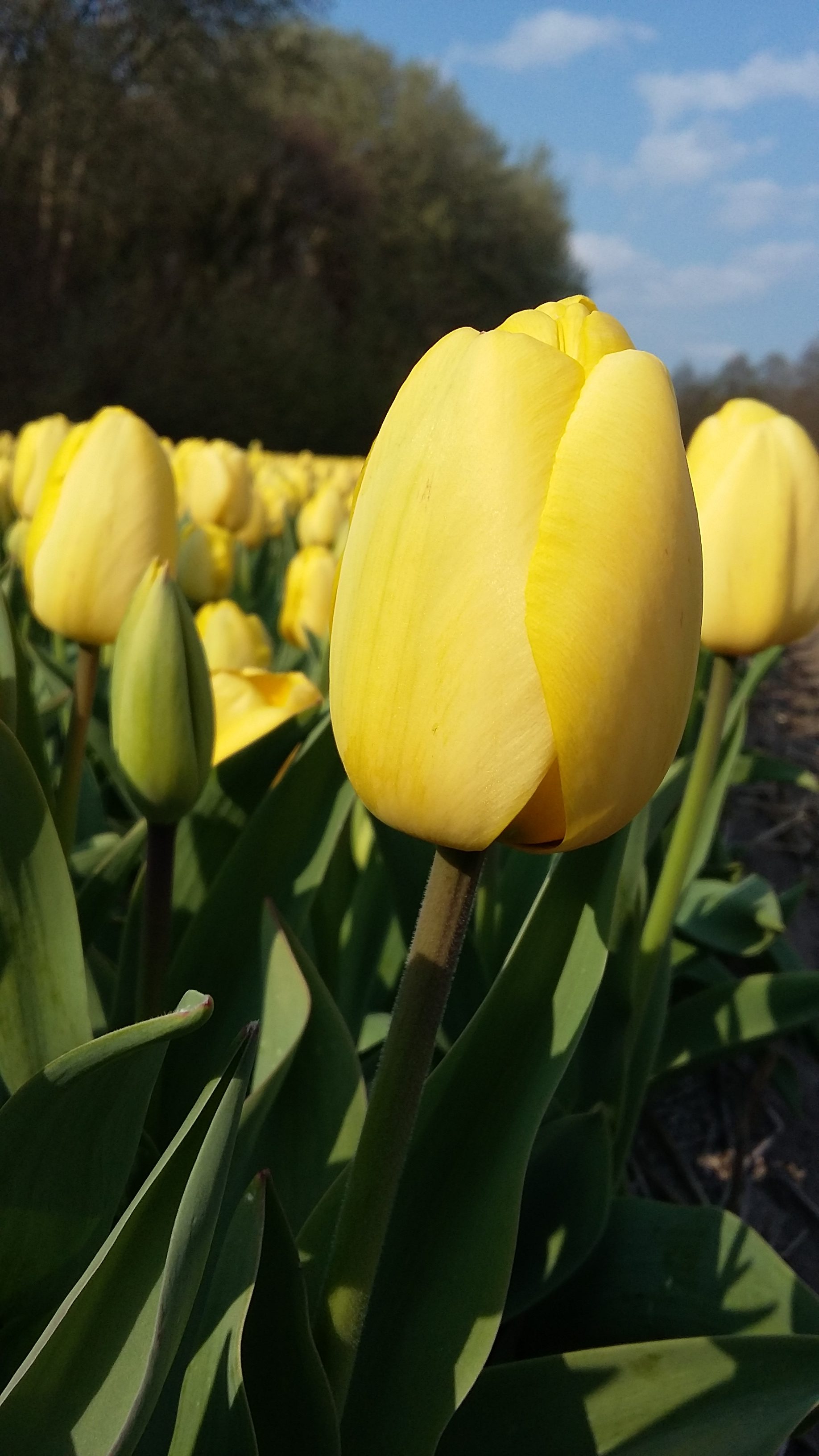 Heemskerk Golden Parade