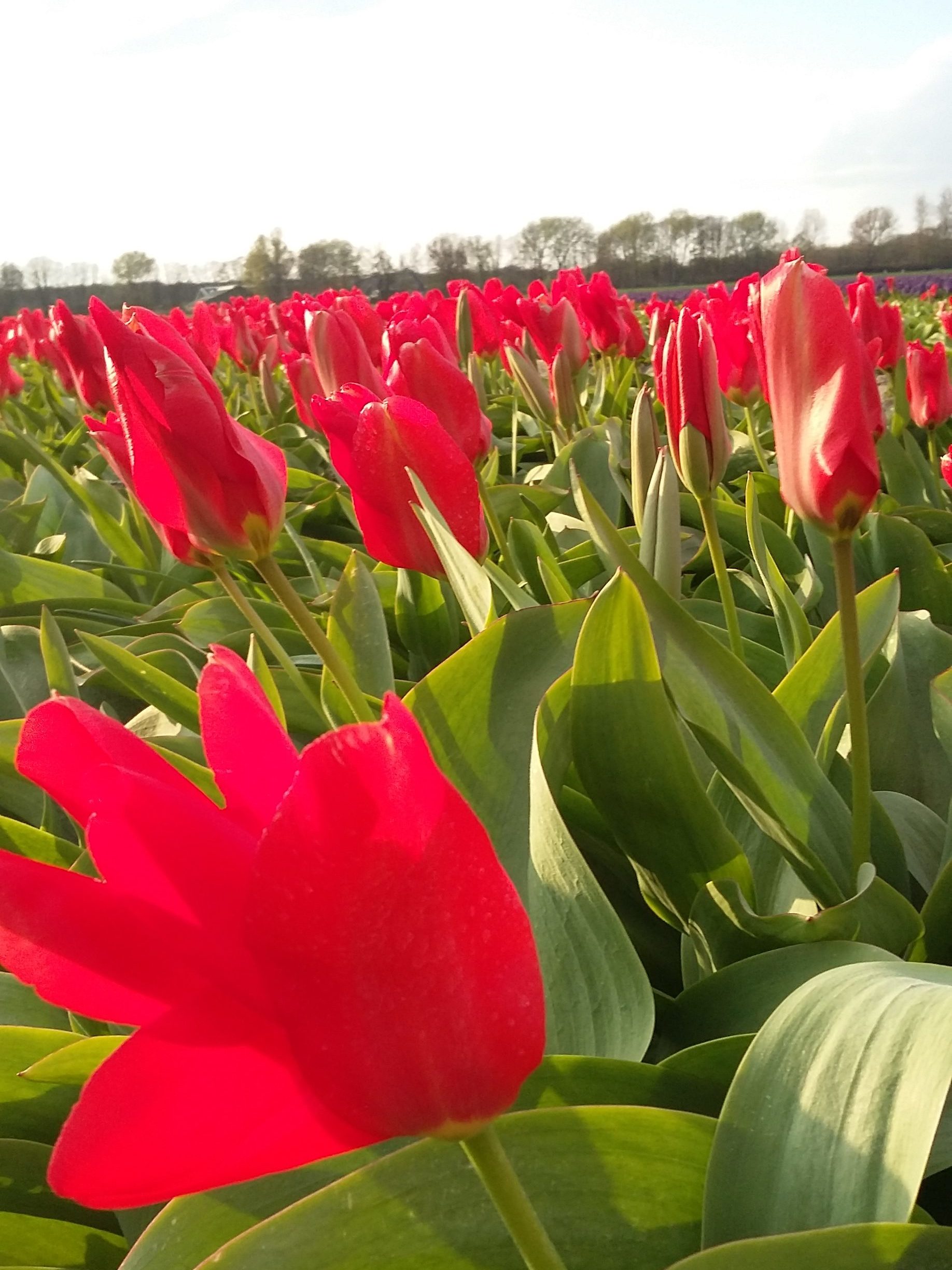 Heemskerk Madame Lefeber