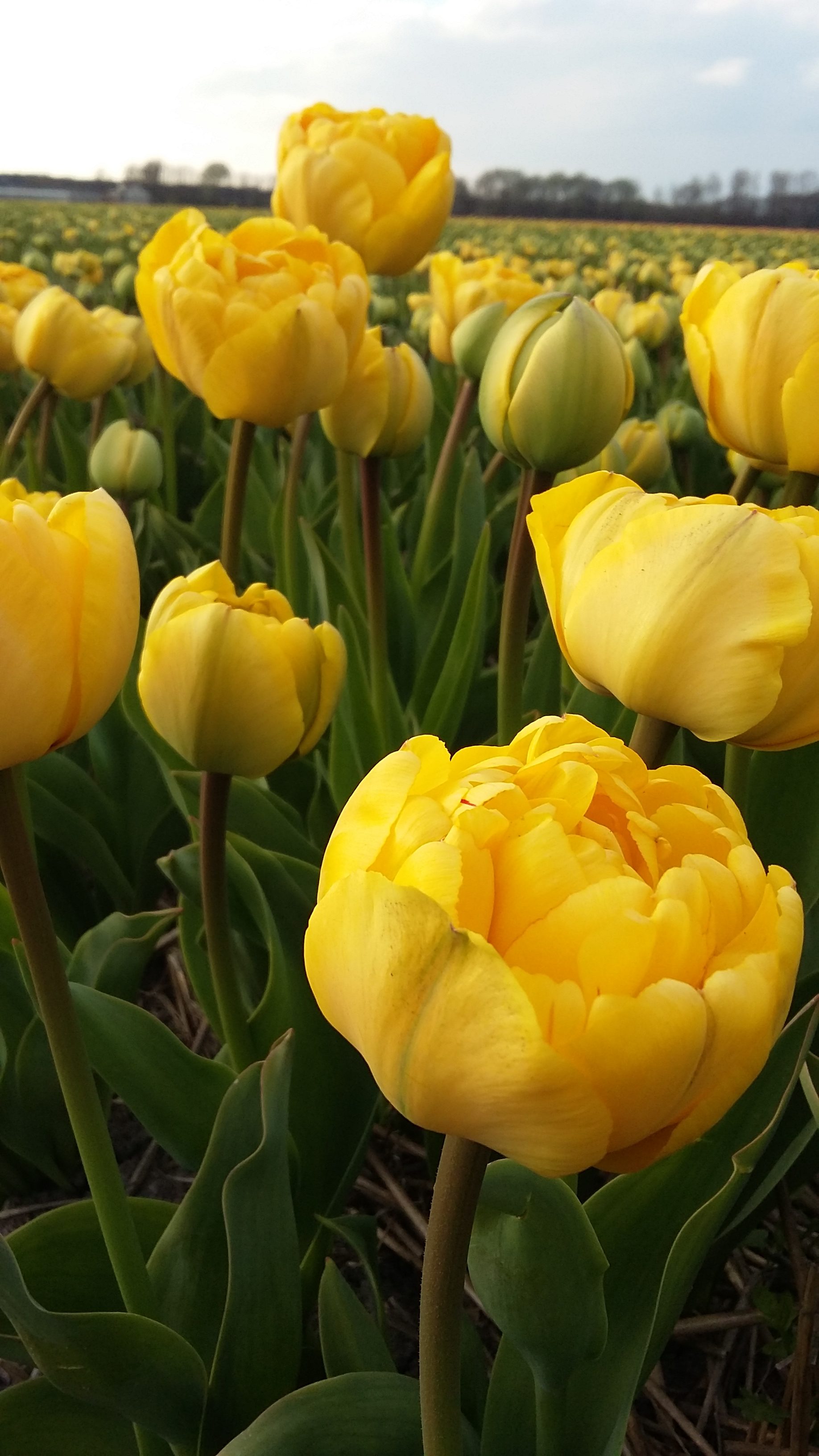 Heemskerk Yellow Pompenette